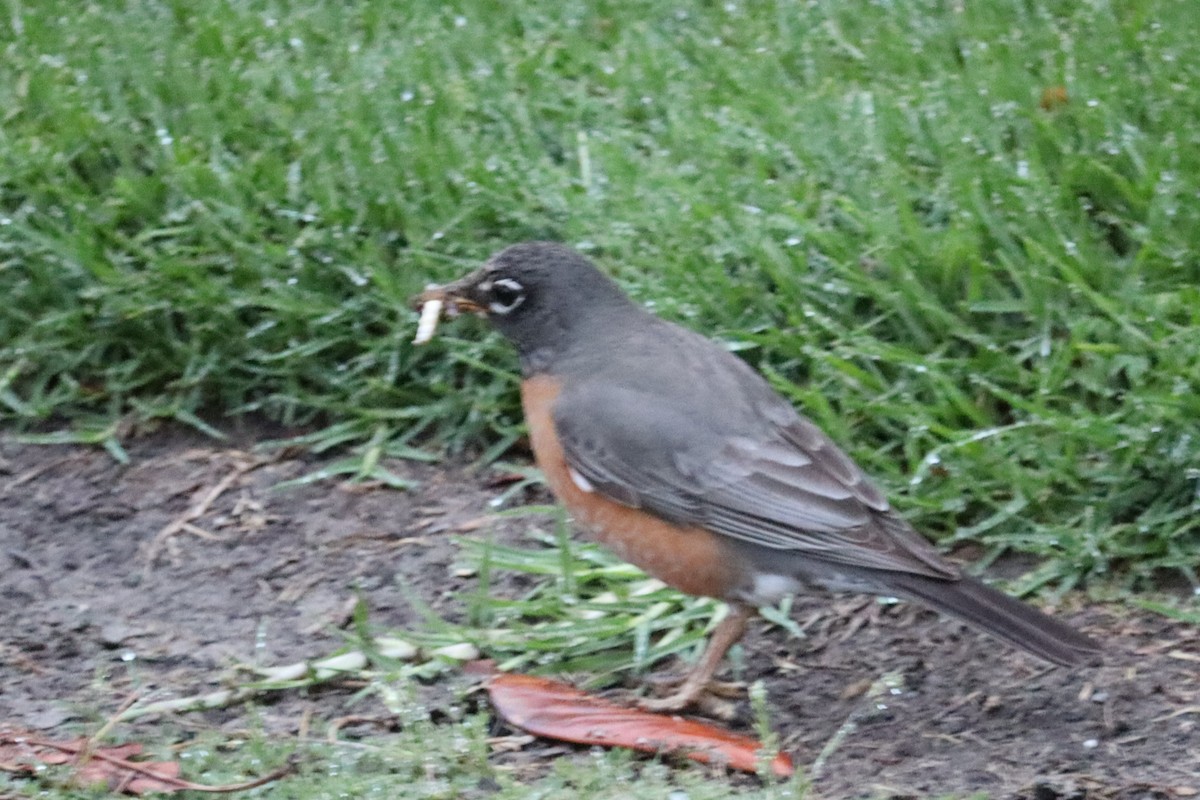 American Robin - ML620401518