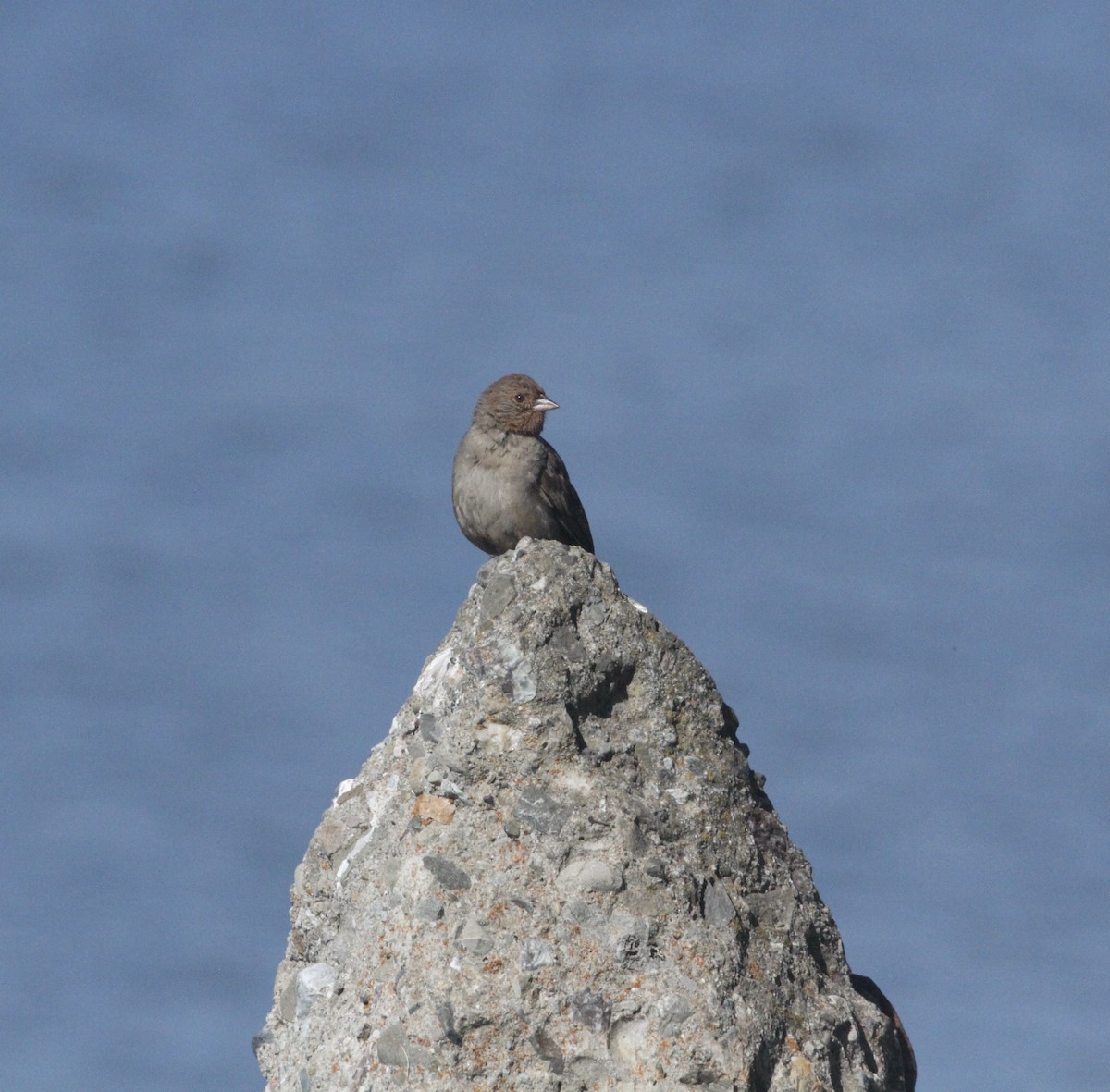 California Towhee - ML620401526