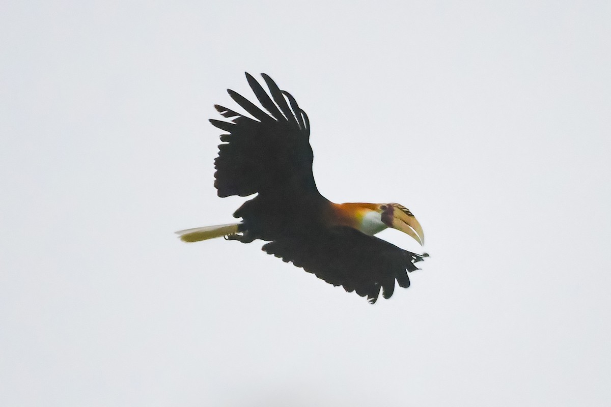 Papuahornvogel - ML620401530