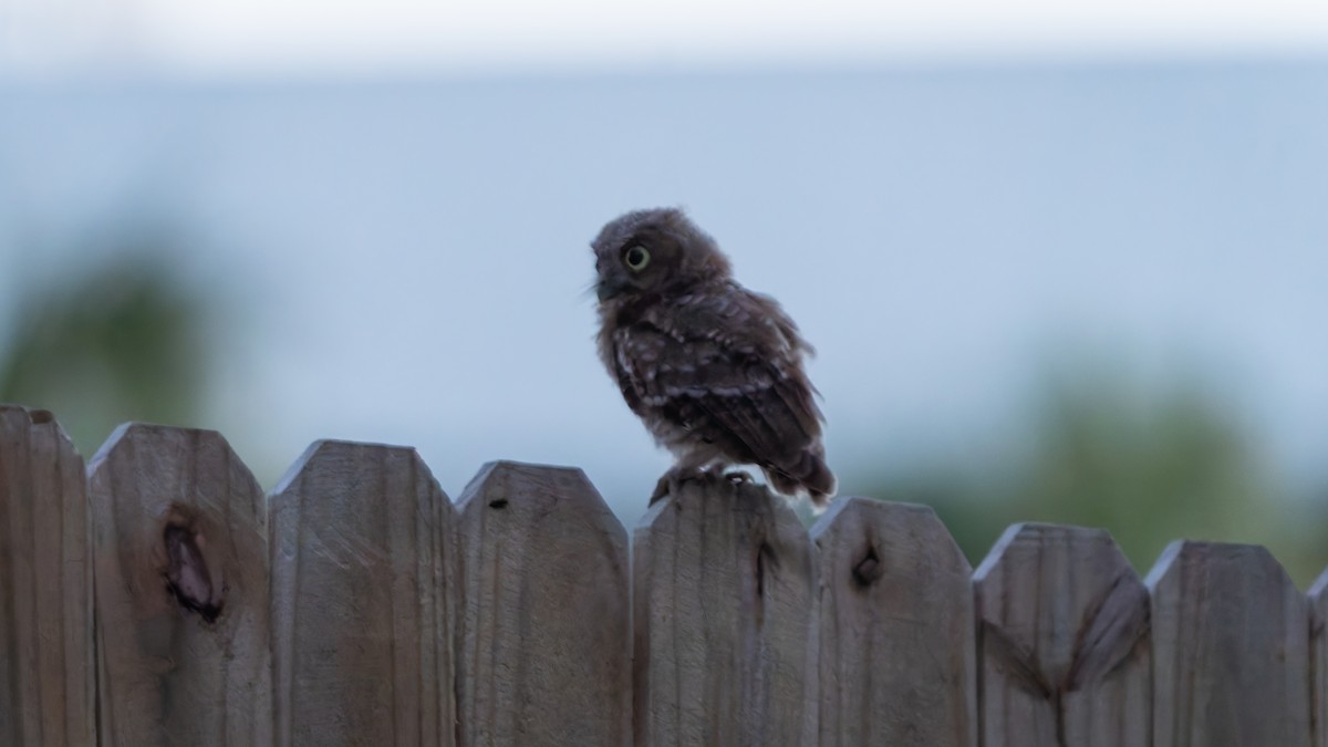 Eastern Screech-Owl - ML620401540