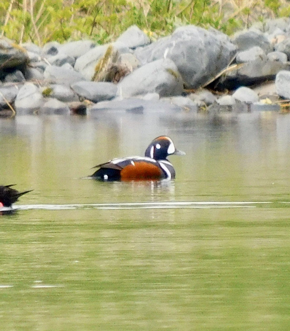 Pato Arlequín - ML620401542