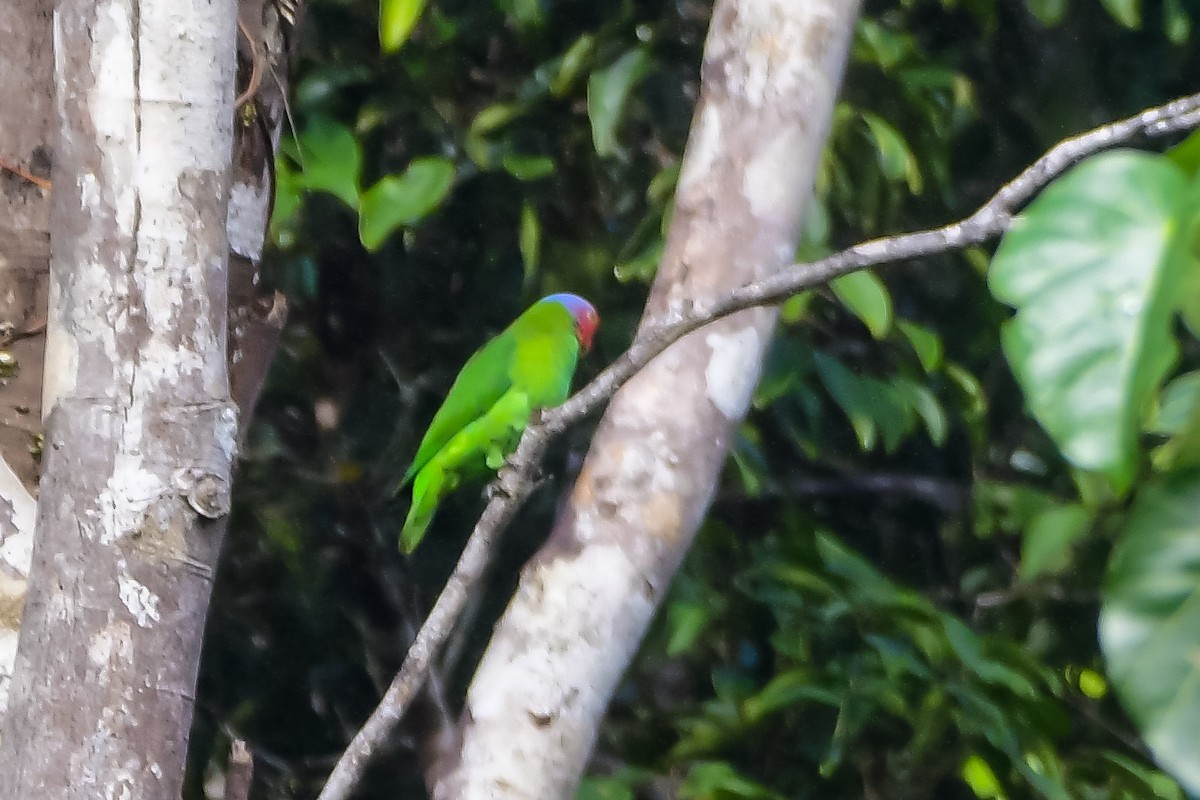 Red-cheeked Parrot - ML620401543