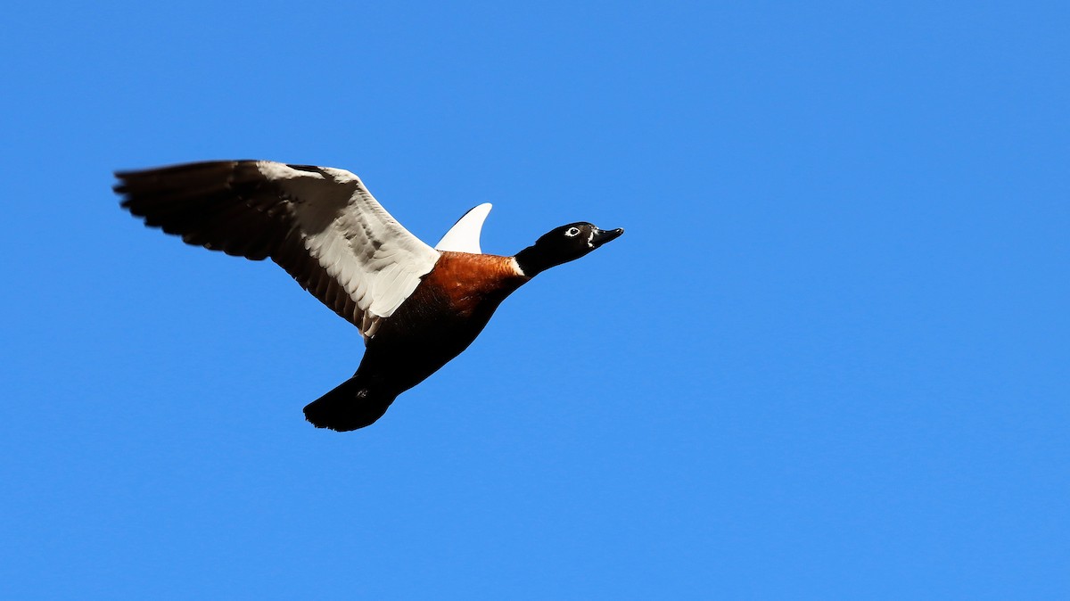 Australian Shelduck - ML620401547