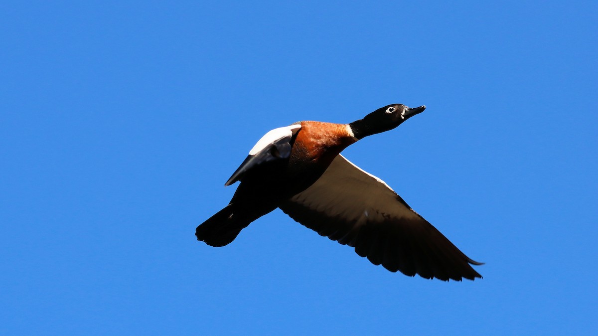 Australian Shelduck - ML620401548