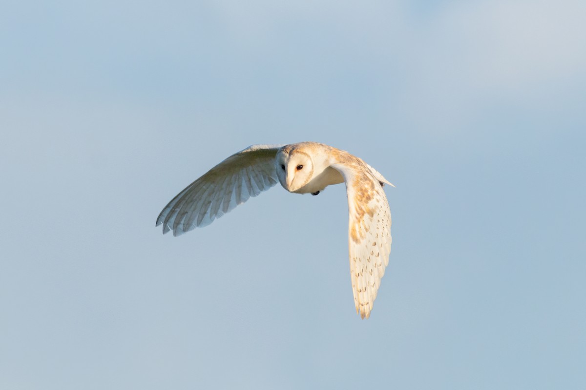 Barn Owl - ML620401568