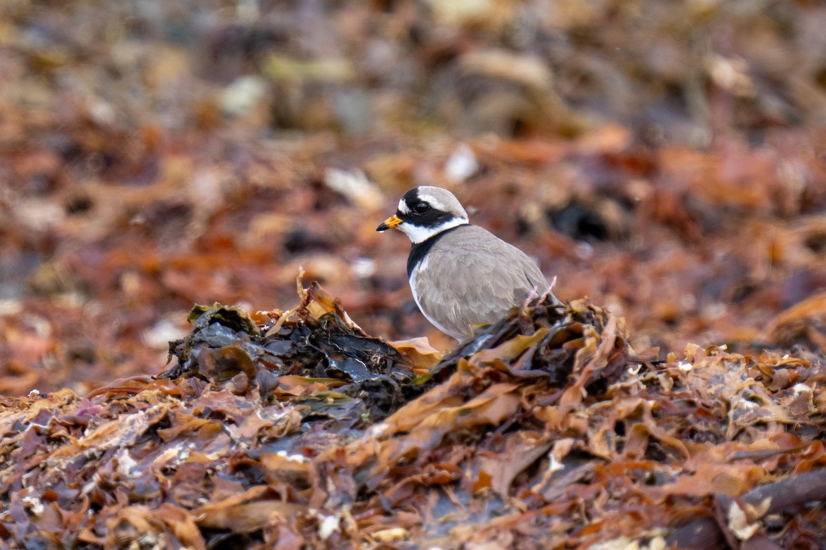 Common Ringed Plover - ML620401570