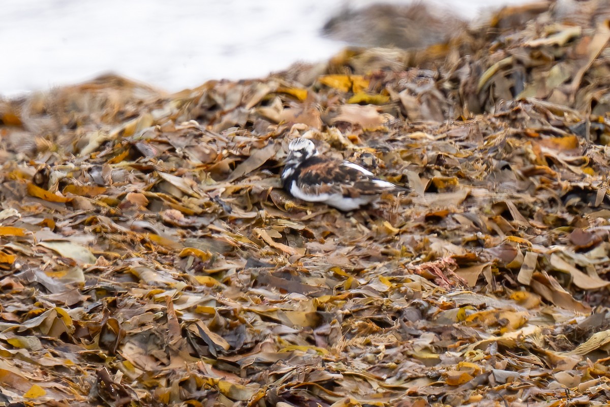 Ruddy Turnstone - ML620401580