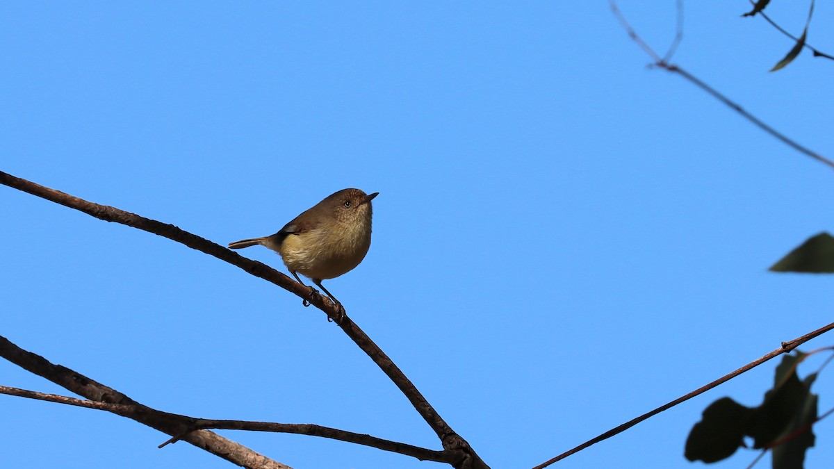 Western Thornbill - ML620401590