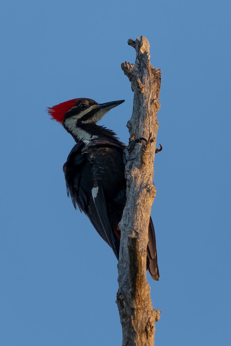 Pileated Woodpecker - ML620401591