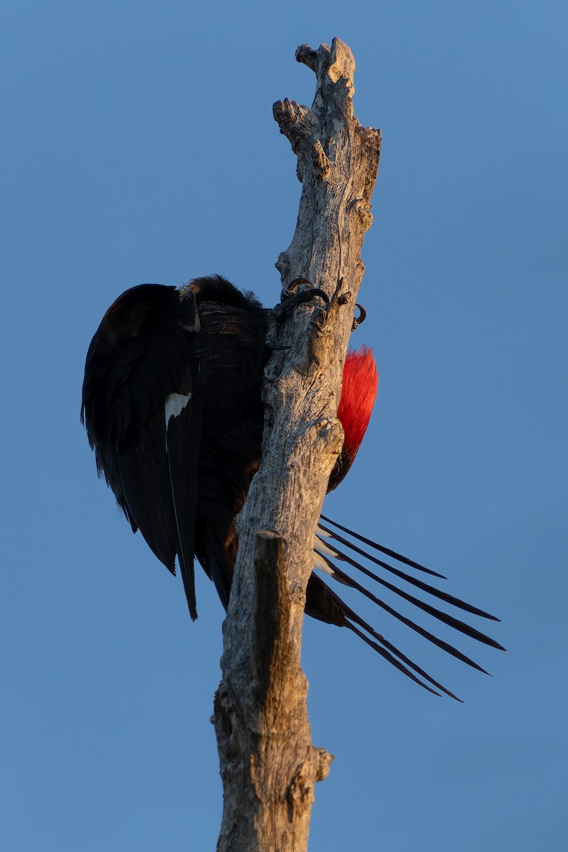 Pileated Woodpecker - ML620401592