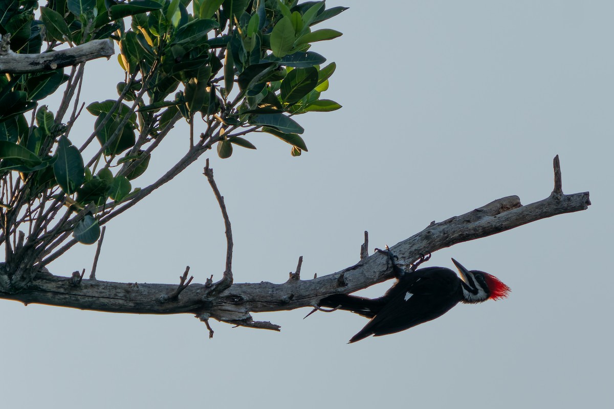 Pileated Woodpecker - ML620401593