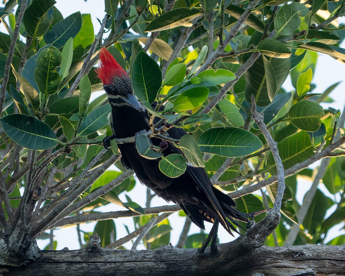 Pileated Woodpecker - ML620401595