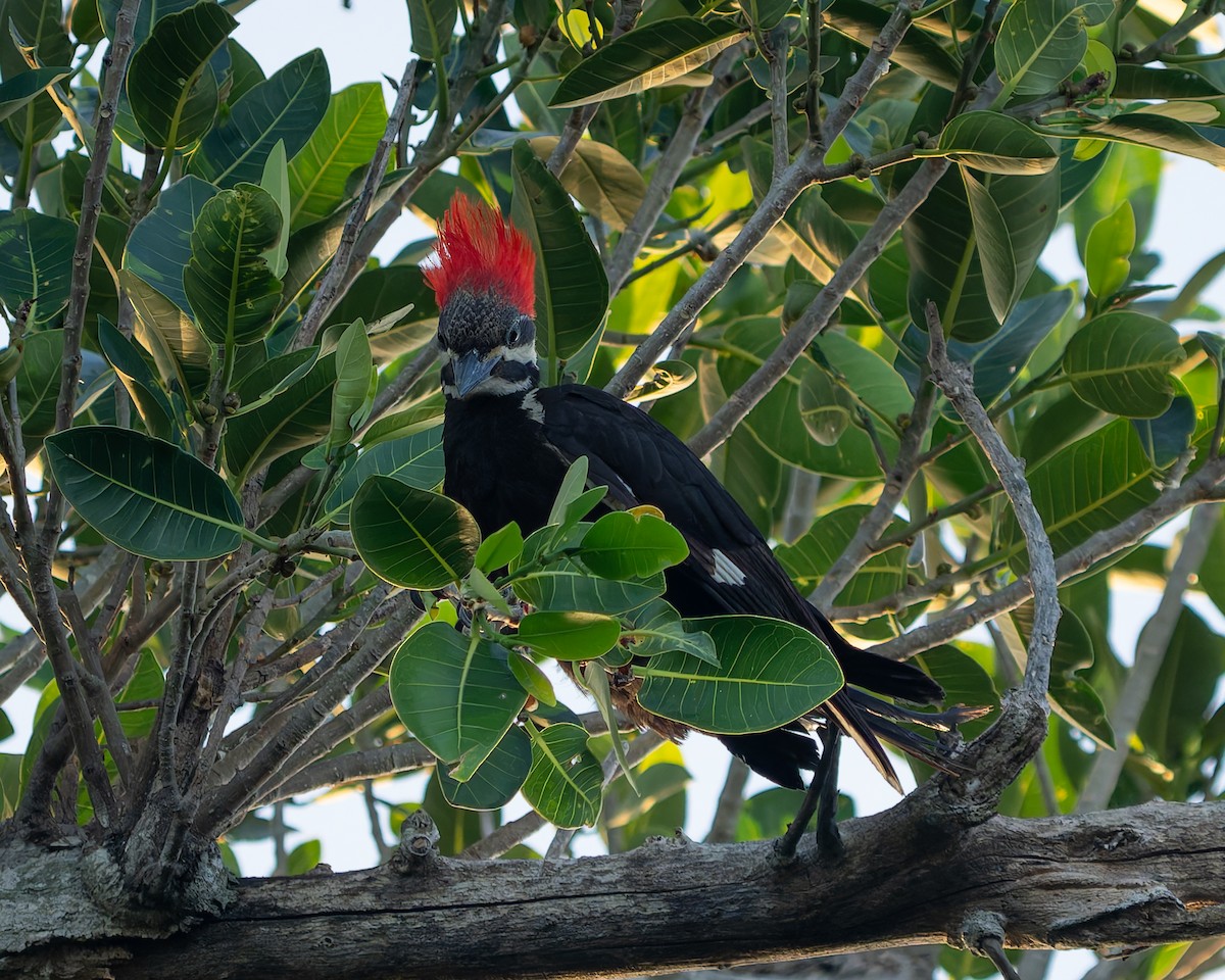 Pileated Woodpecker - Ali Kasperzak