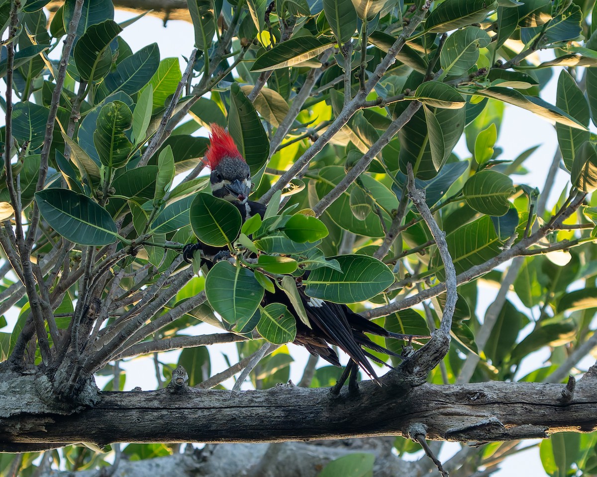 Pileated Woodpecker - ML620401601