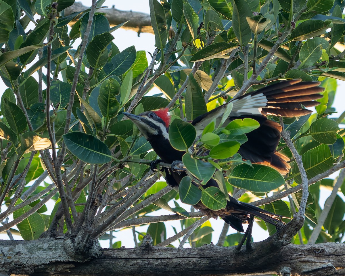 Pileated Woodpecker - ML620401602