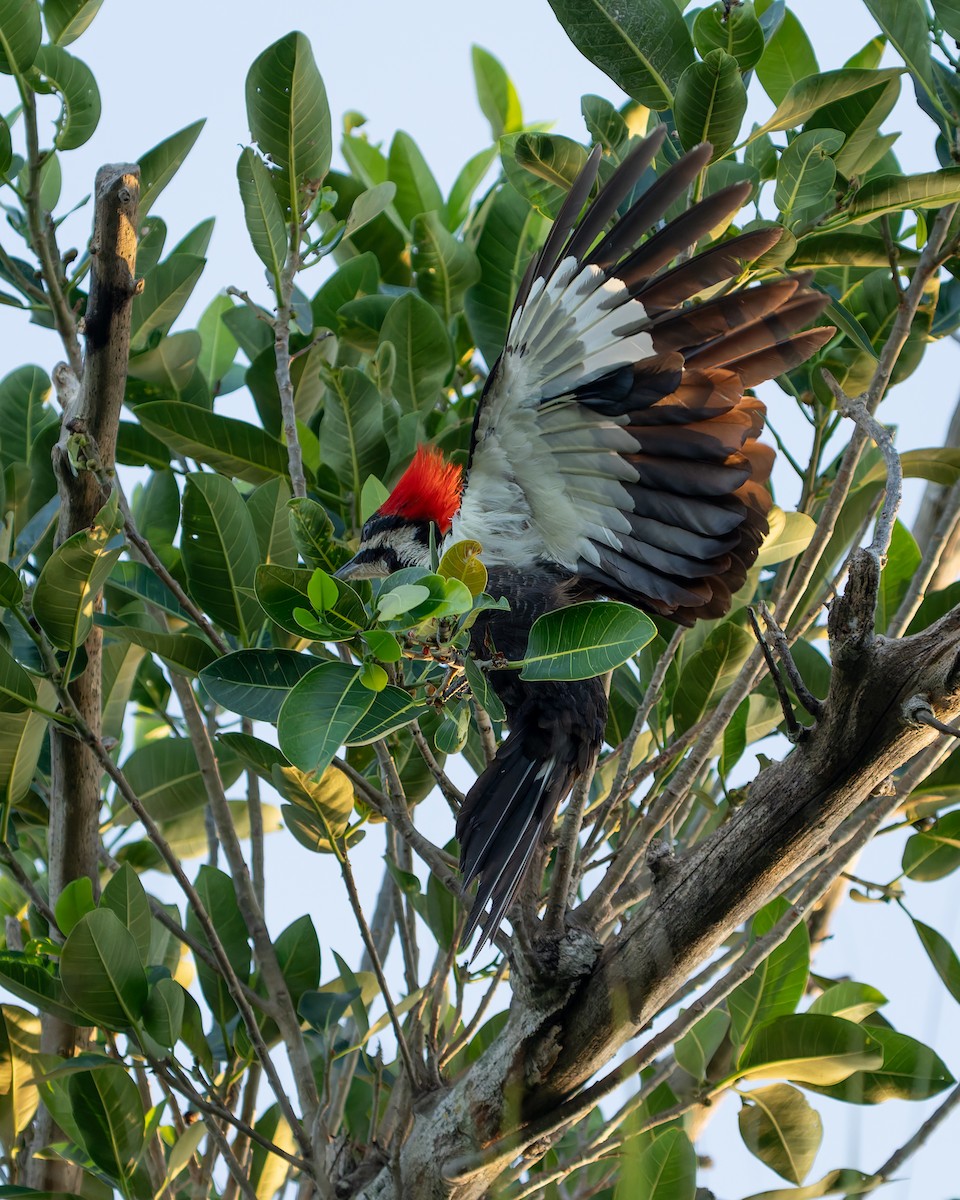 Pileated Woodpecker - ML620401603