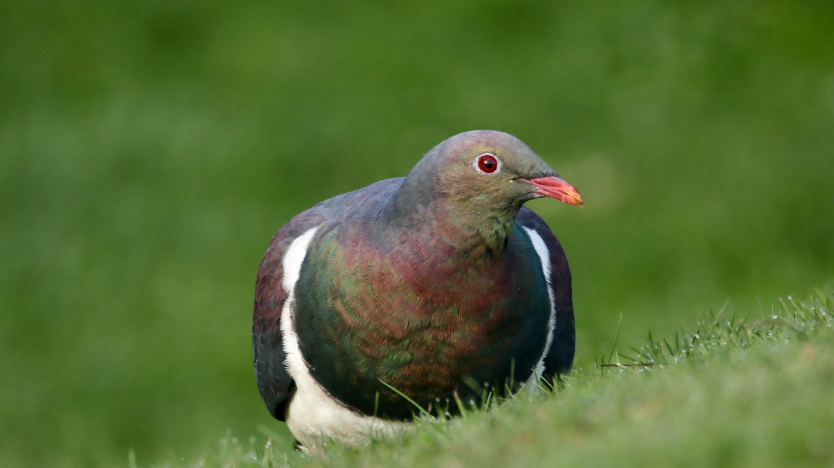 New Zealand Pigeon - ML620401609