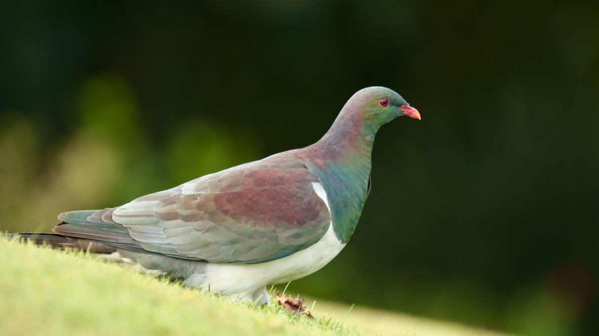 New Zealand Pigeon - ML620401610