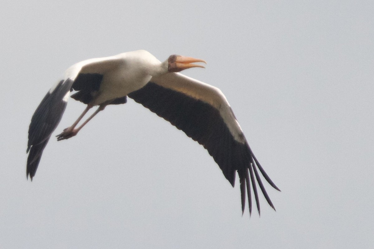 malaystork - ML620401617