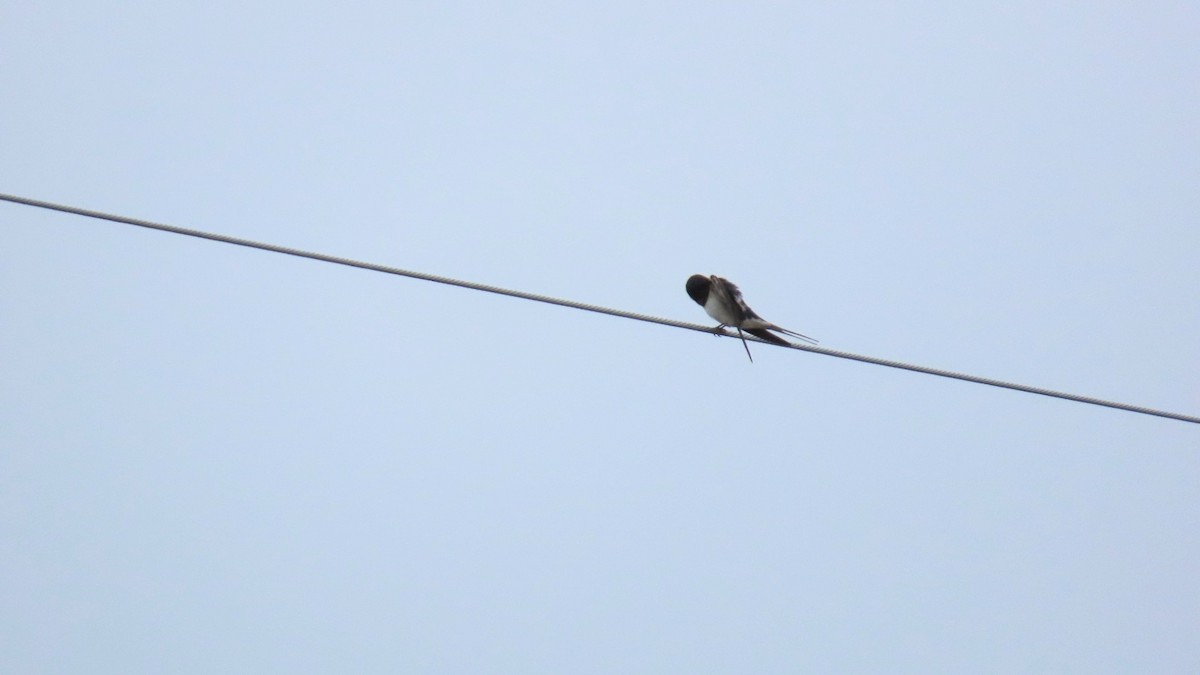 Barn Swallow - ML620401623