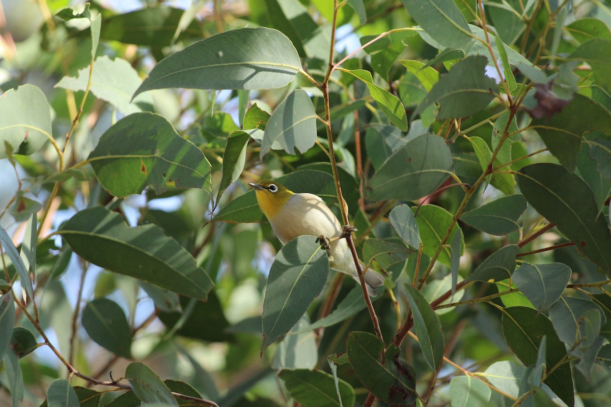 Silvereye - ML620401628