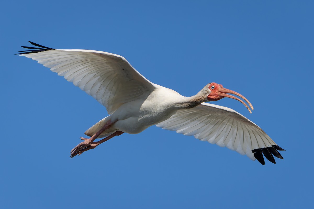 White Ibis - ML620401632