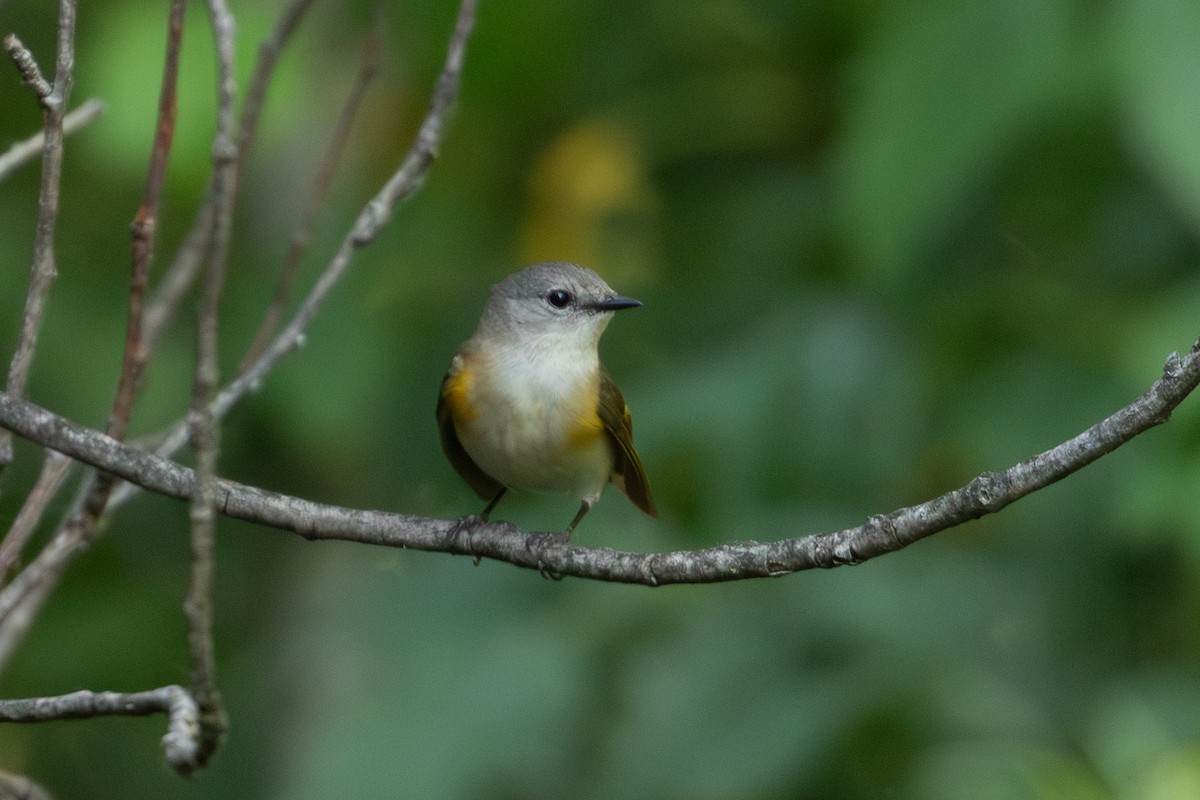 American Redstart - ML620401641