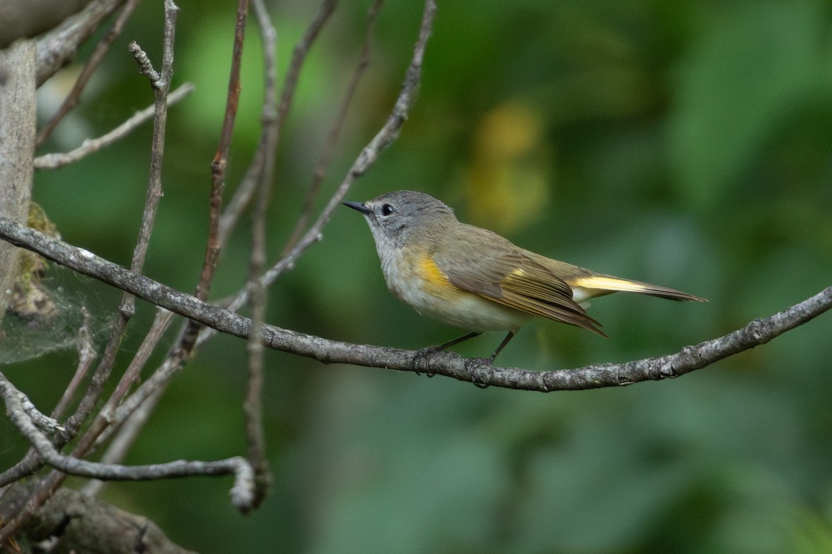 American Redstart - ML620401644