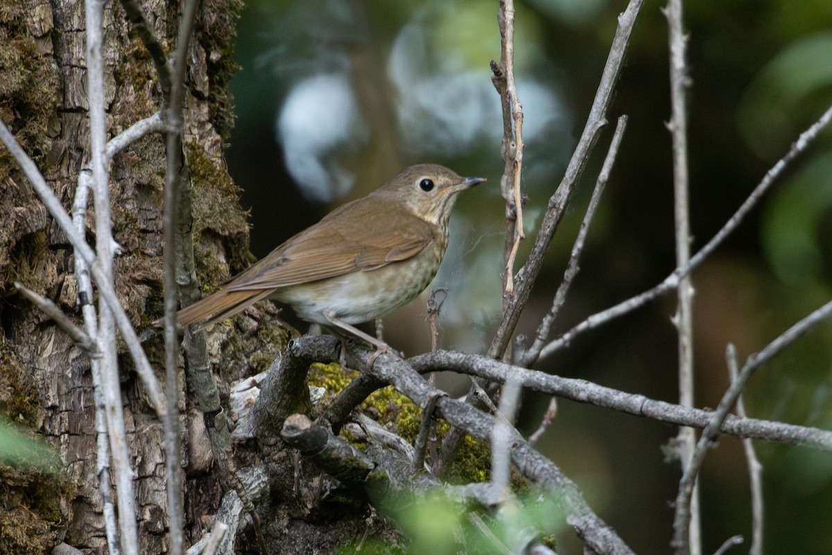 Swainson's Thrush - ML620401650