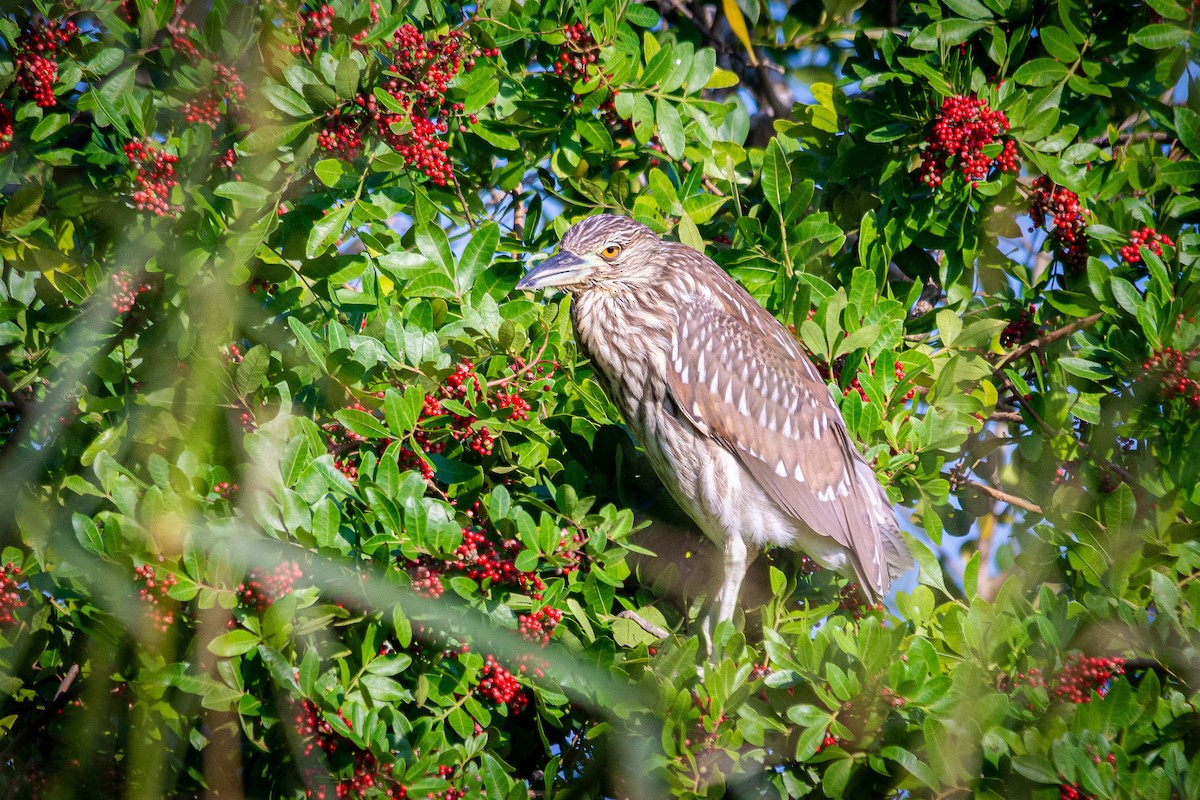 Black-crowned Night Heron - ML620401653