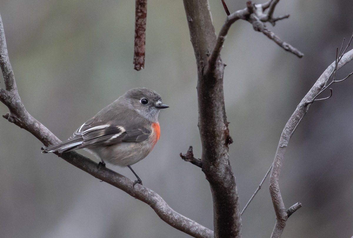 Scarlet Robin (Scarlet) - ML620401659