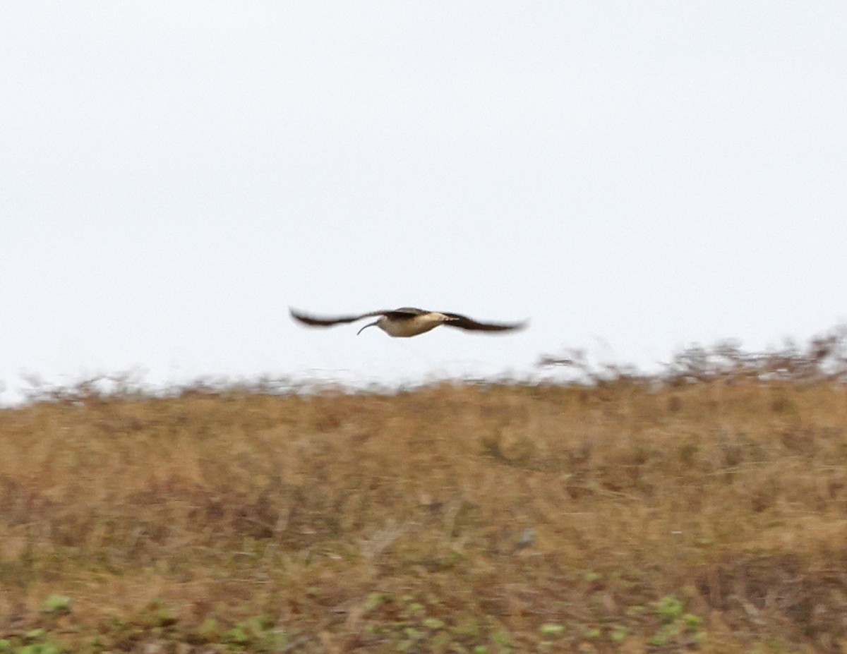 Bristle-thighed Curlew - ML620401664