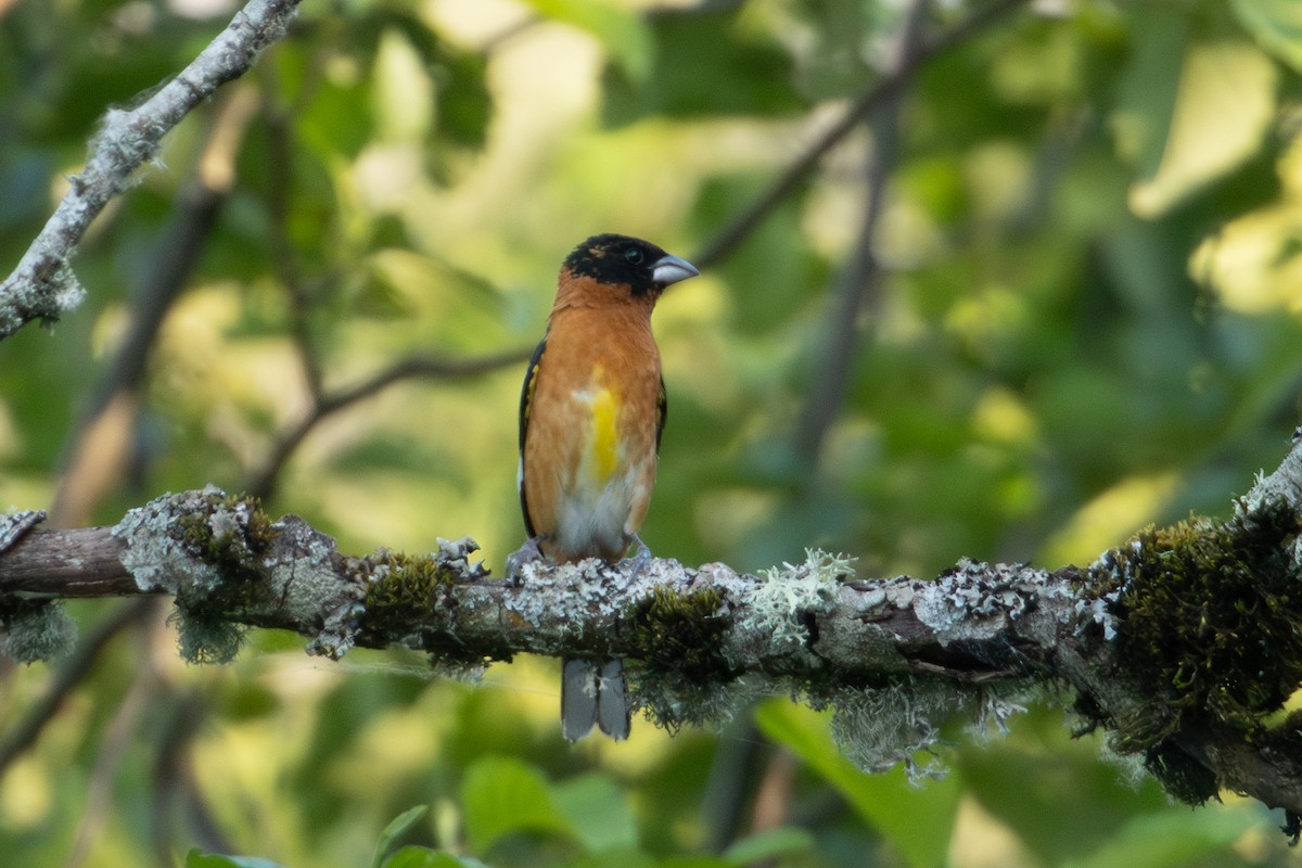 Black-headed Grosbeak - ML620401666