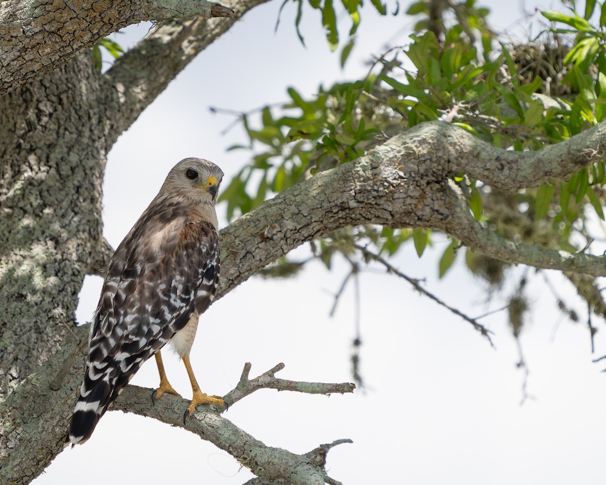 Red-shouldered Hawk - ML620401679