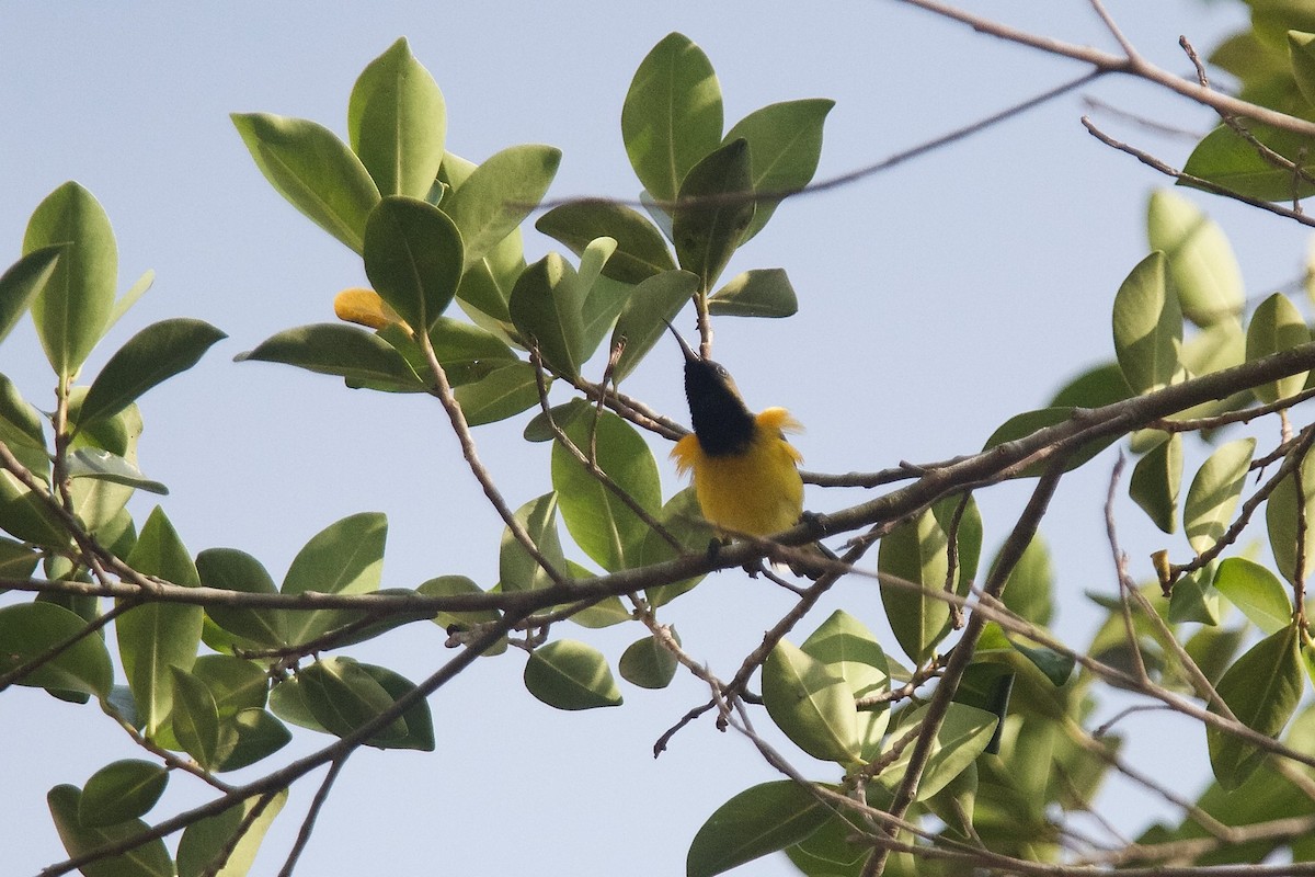 Ornate Sunbird - ML620401683