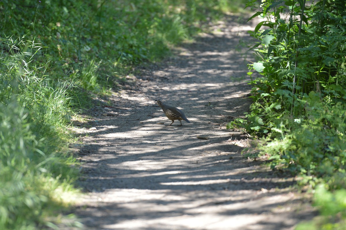 California Quail - ML620401696