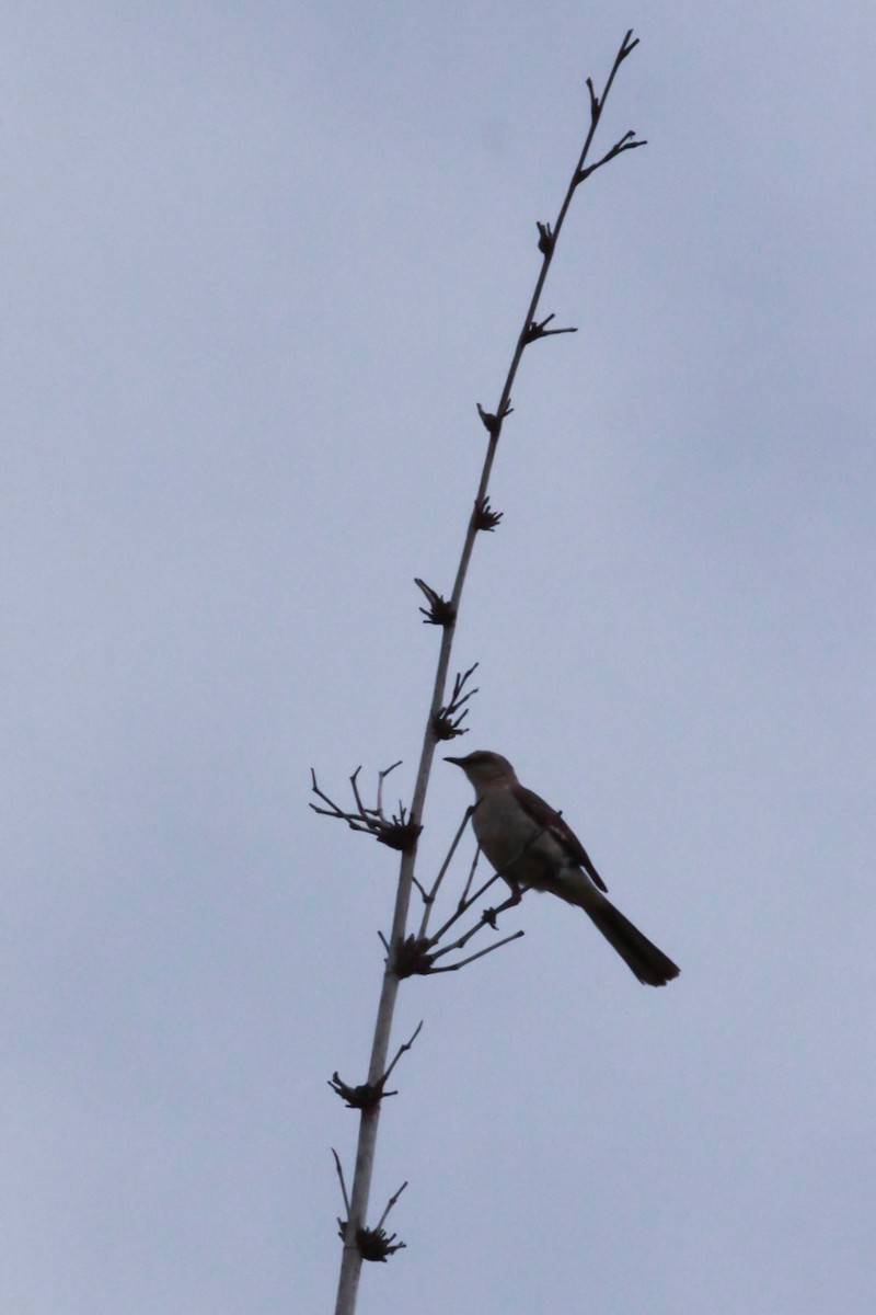 Northern Mockingbird - ML620401704