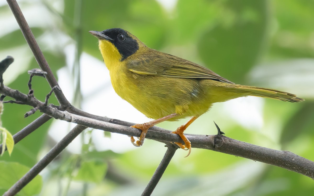 Olive-crowned Yellowthroat - ML620401712