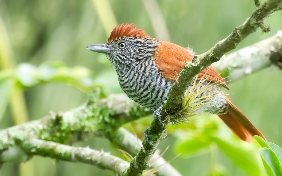 Bar-crested Antshrike - ML620401713