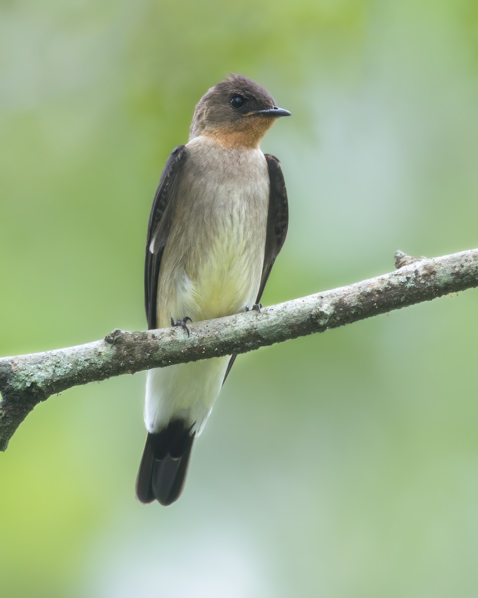 Golondrina Gorjirrufa - ML620401716