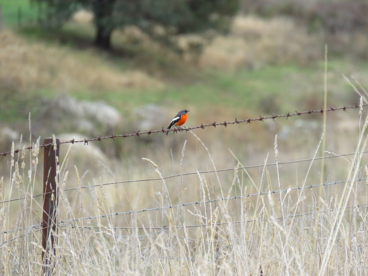 Flame Robin - ML620401719