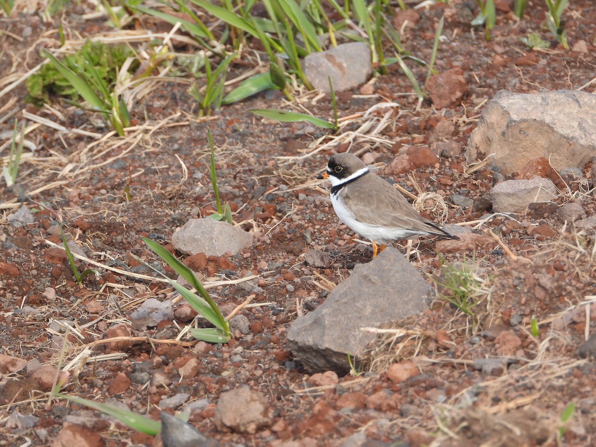 Semipalmated Plover - ML620401724