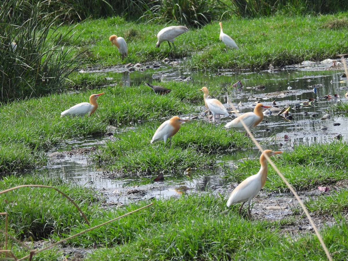 Eastern Cattle Egret - ML620401732