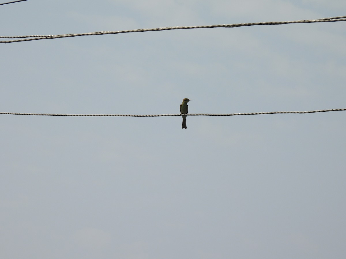 Asian Green Bee-eater - ML620401738