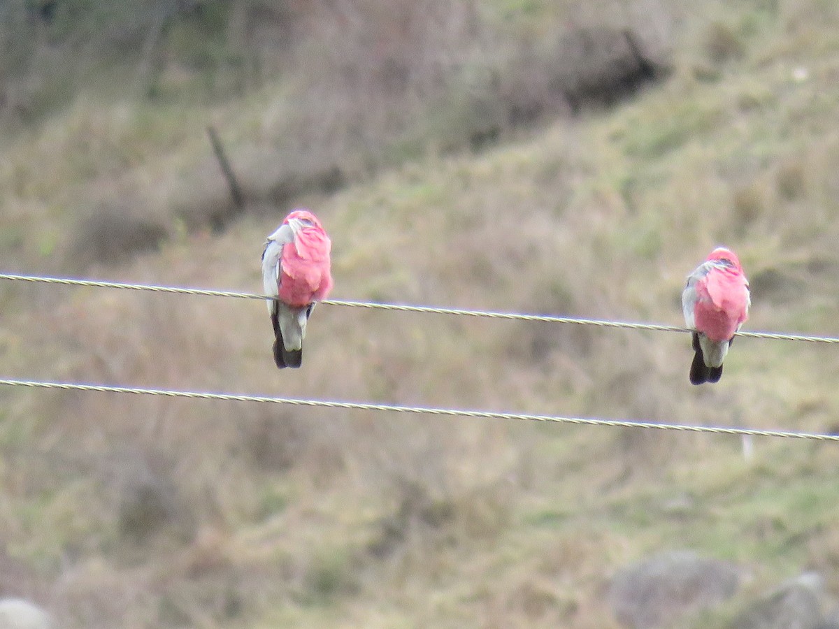 Galah - Stan Jarzynski