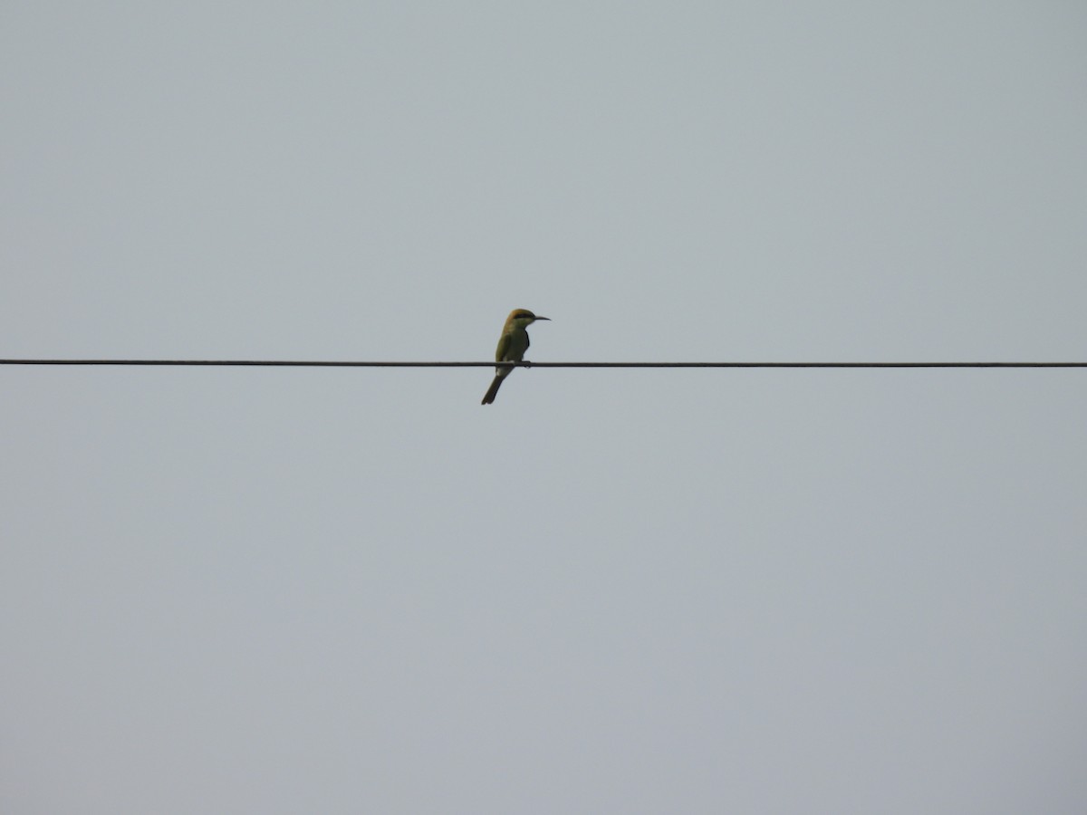 Asian Green Bee-eater - ML620401741