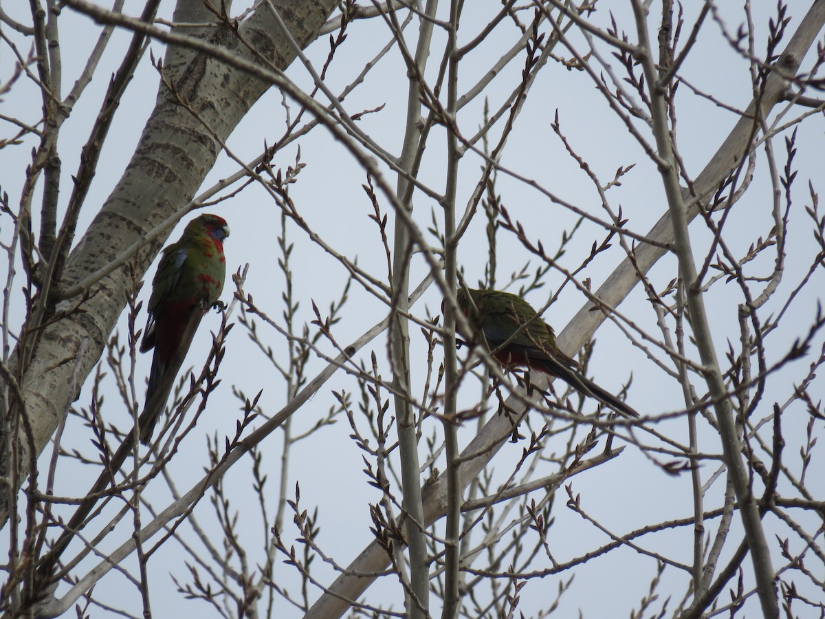 Crimson Rosella - ML620401744