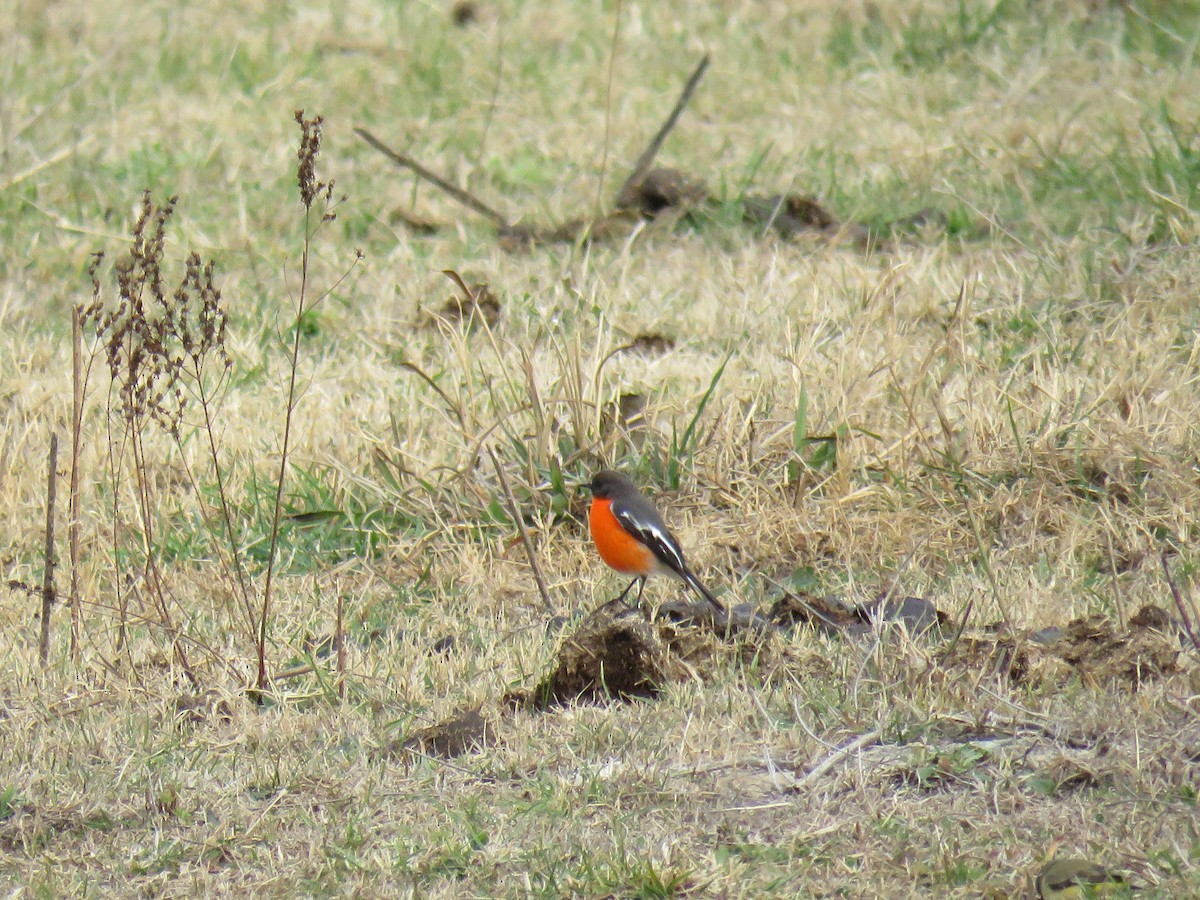 Flame Robin - ML620401750