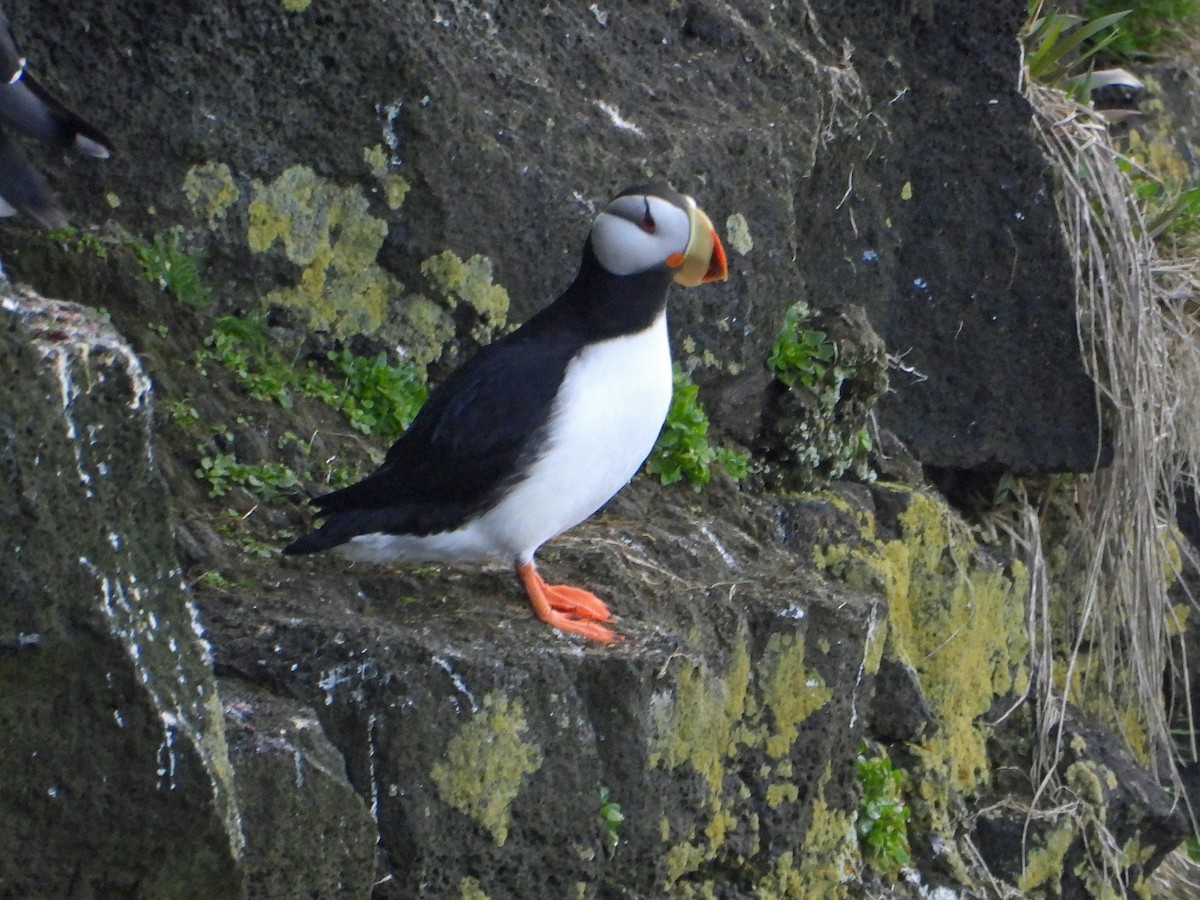 Horned Puffin - ML620401751
