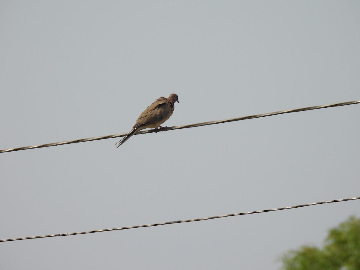 Laughing Dove - ML620401752